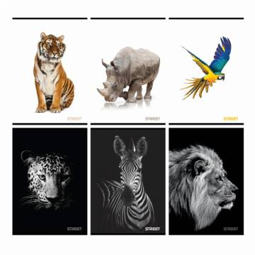 Zvezek Safari A4 1cm karo A4 11445